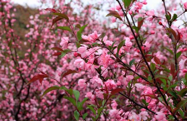 樱花树苗价格多少钱？