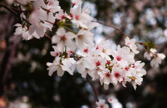 樱花树长什么样子？