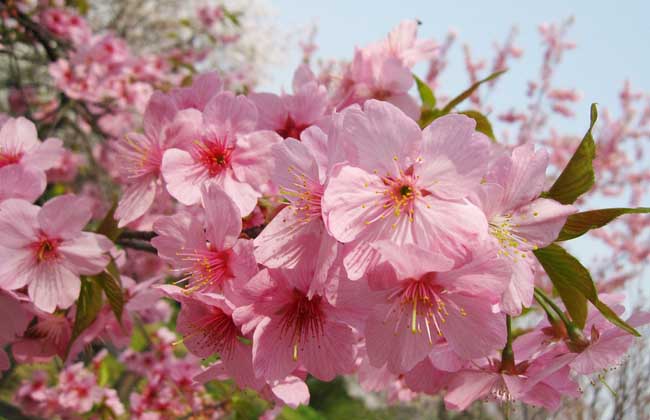 樱花的颜色有几种
