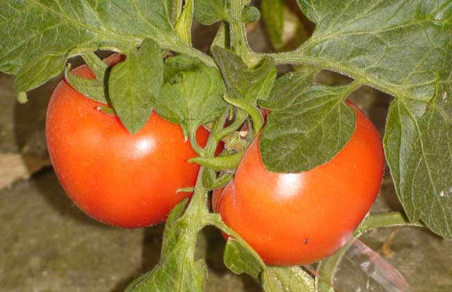 西红柿品种图片大全