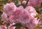 樱花树有什么作用？