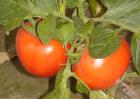 西红柿品种图片大全