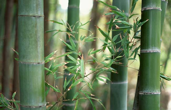 竹子的文化寓意