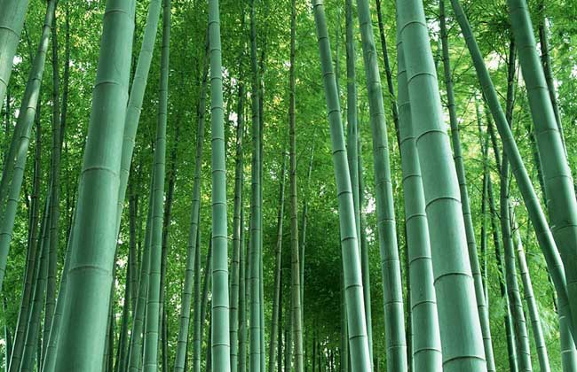 竹子的象征意义