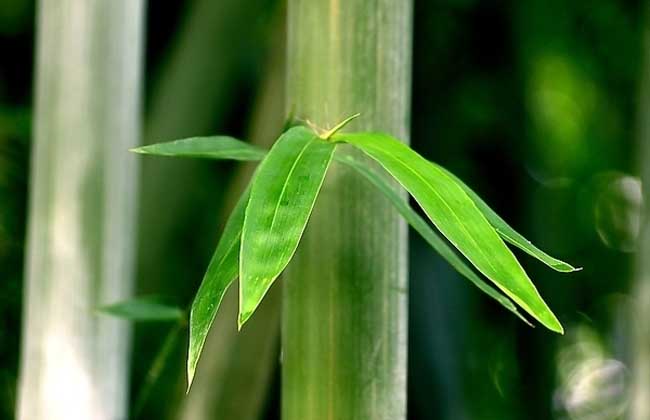 竹子的精神品质