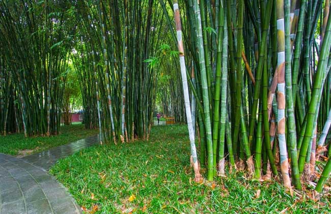 关于竹子的诗句有哪些？