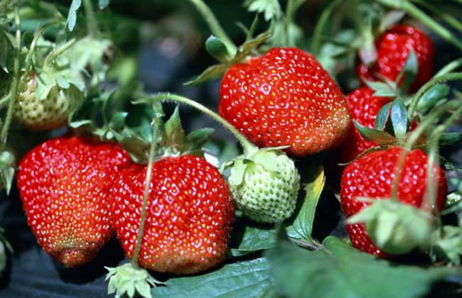 草莓怎么保存