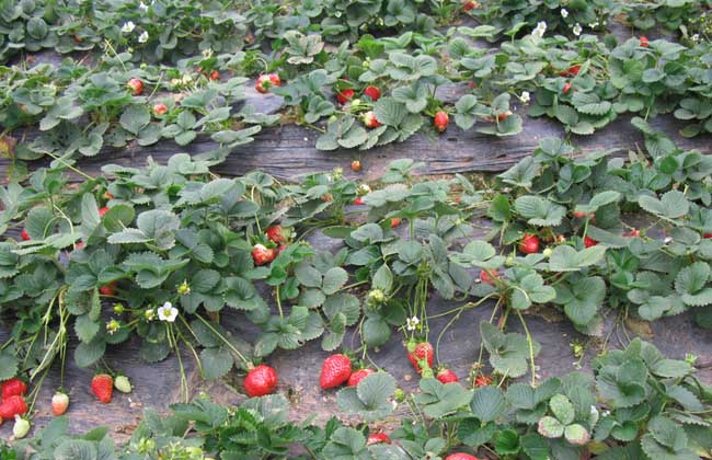 草莓种苗培育技术