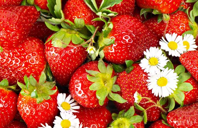 草莓无土栽培技术