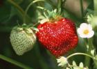 草莓什么时候种植？