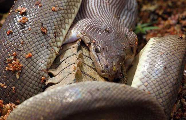 蟒蛇能吃掉鳄鱼吗？