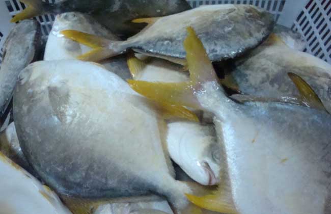 金鲳鱼土池养殖技术
