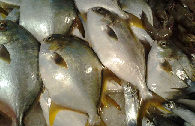 金鲳鱼养殖技术