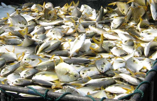 金鲳鱼养殖技术