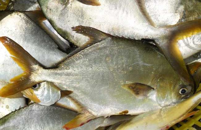 金鲳鱼网箱养殖技术