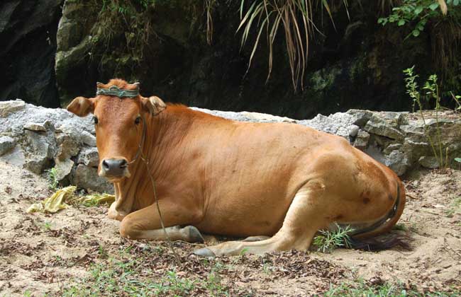 滇中牛养殖技术