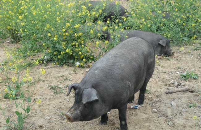 鲁莱黑猪养殖技术