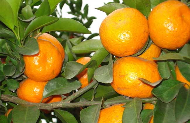 柑橘黄叶病