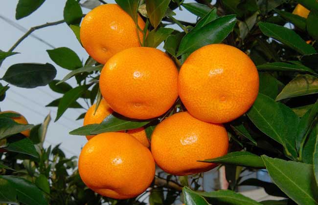 柑橘黄叶病