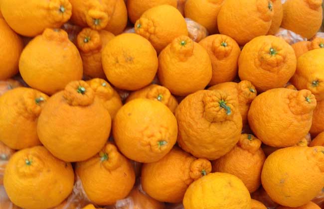 丑橘是转基因吗