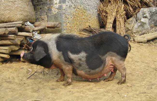 关岭猪养殖技术