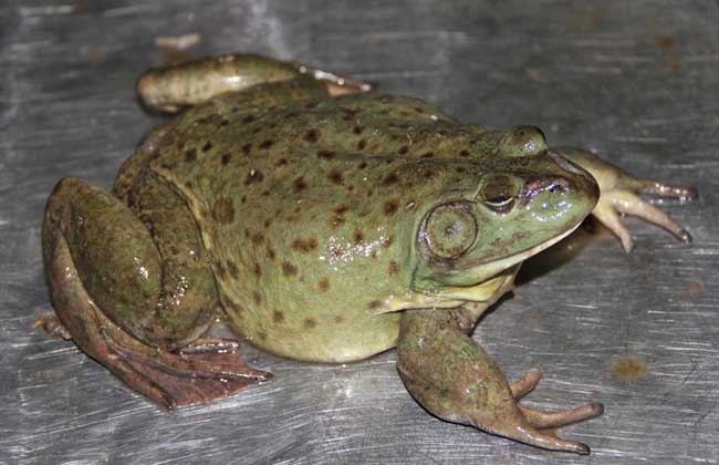 牛蛙养殖需要什么条件？