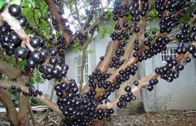 树葡萄种植技术