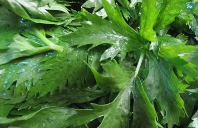 芹菜叶子能吃吗？