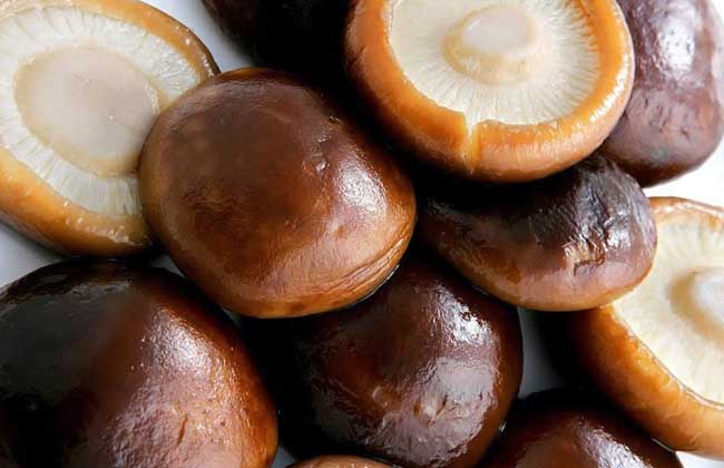 肾炎能吃香菇吗