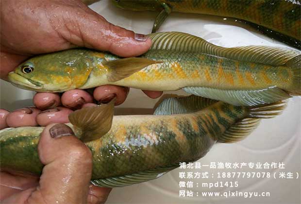 七星鱼养殖技术
