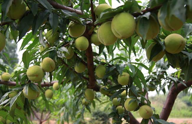 大棚桃树种植技术