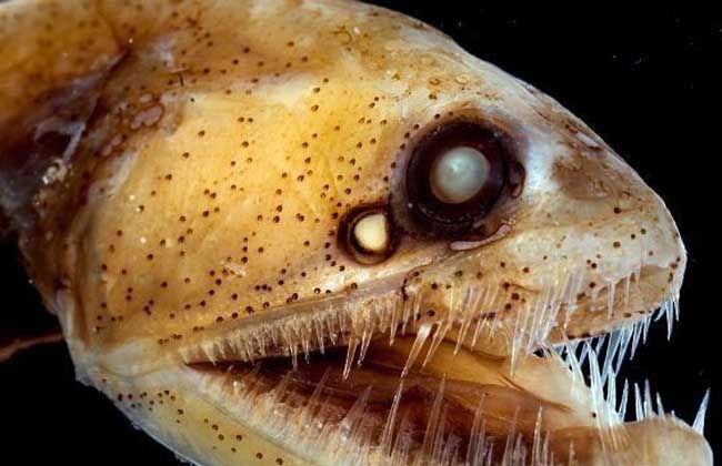 毒蛇鱼是什么鱼？