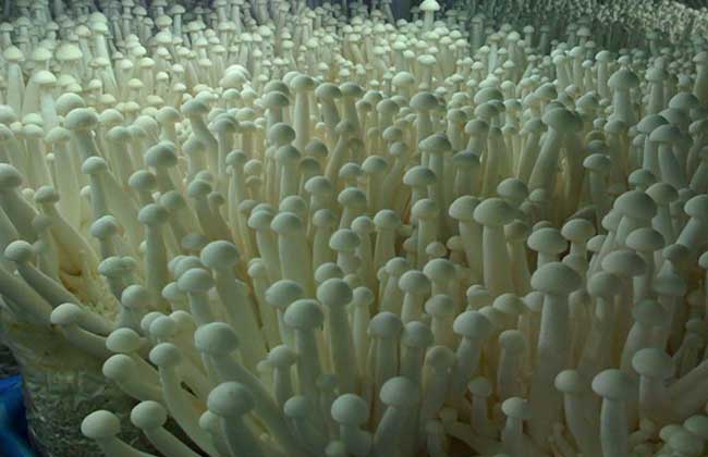 海鲜菇栽培技术