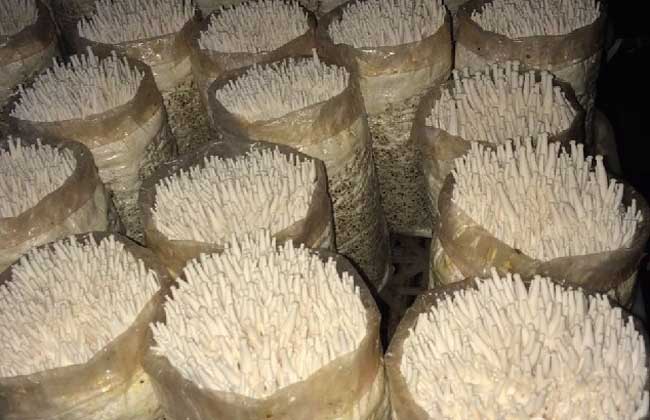 海鲜菇栽培技术