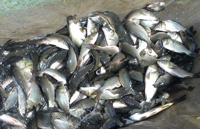 河道养鱼技术