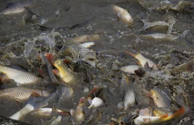 河道养鱼技术
