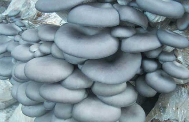袋装平菇种植技术