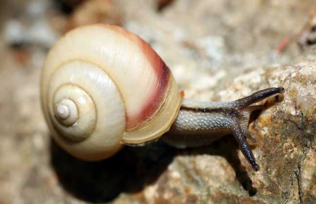 僵尸蜗牛真的存在吗?