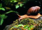 僵尸蜗牛真的存在吗？