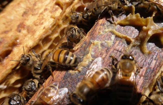 蜜蜂养殖的基本知识