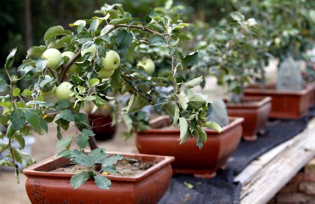 苹果盆景制作与养护