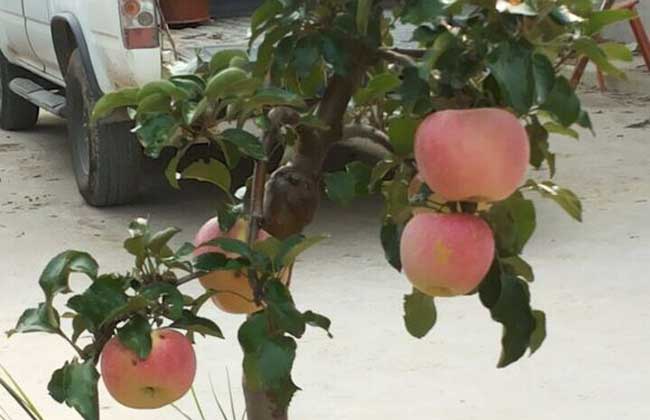 苹果盆景制作与养护