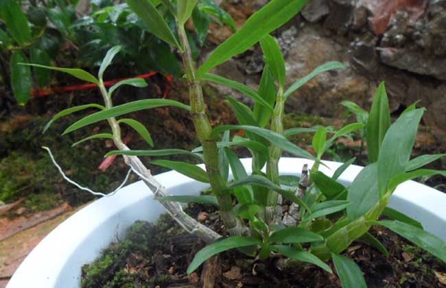 石斛盆栽的种植方法