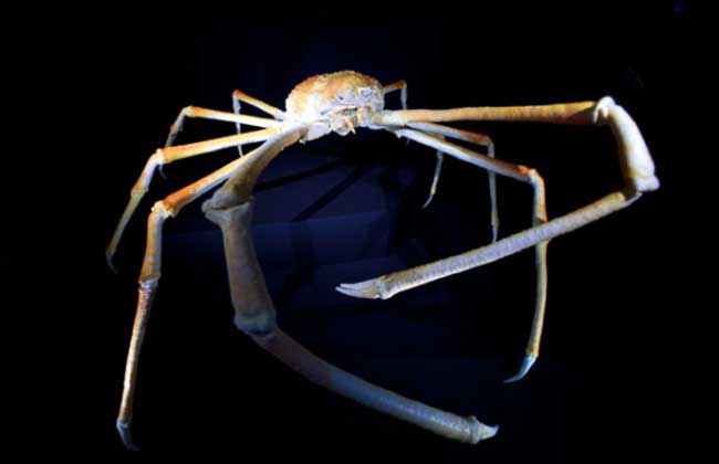 世界上最大的螃蟹有多大？