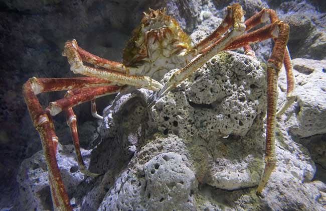 世界上最大的螃蟹