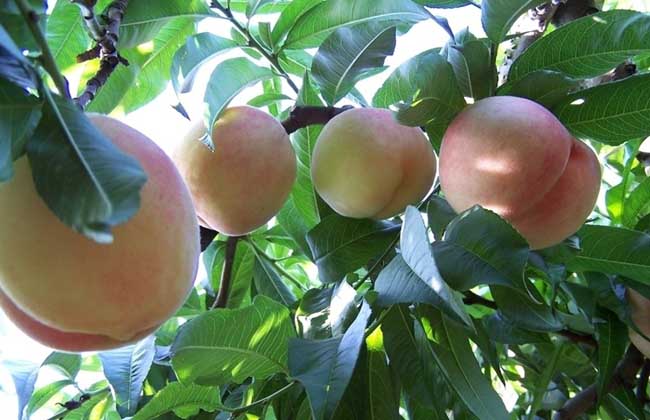 桃树盆景栽培技术