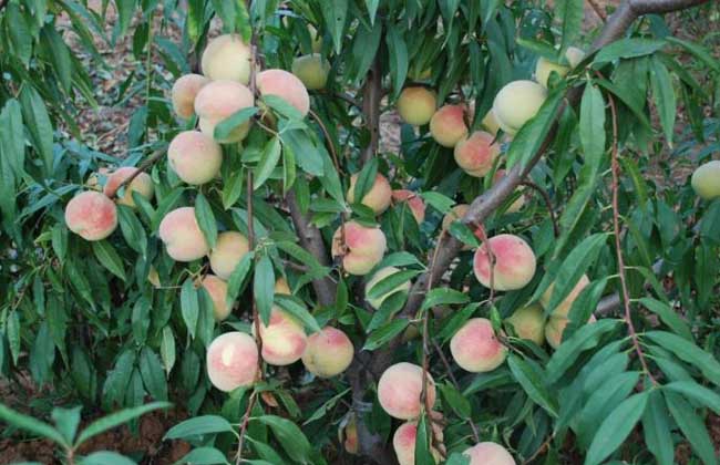 桃树盆景栽培技术