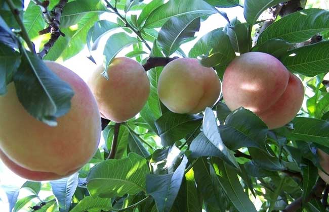 桃树什么时候种植？