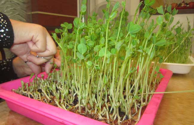 芽菜种植技术