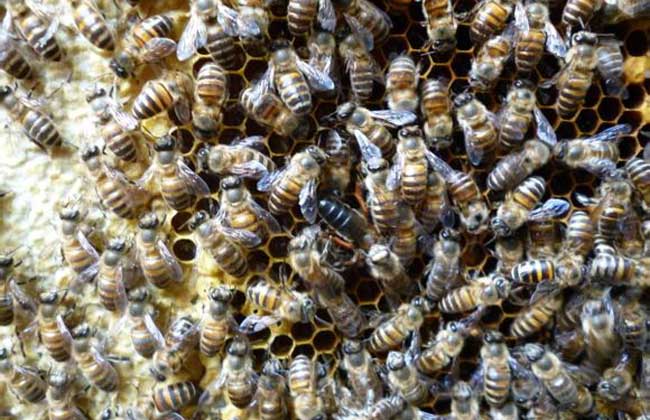 养蜜蜂蜂王不走的技术